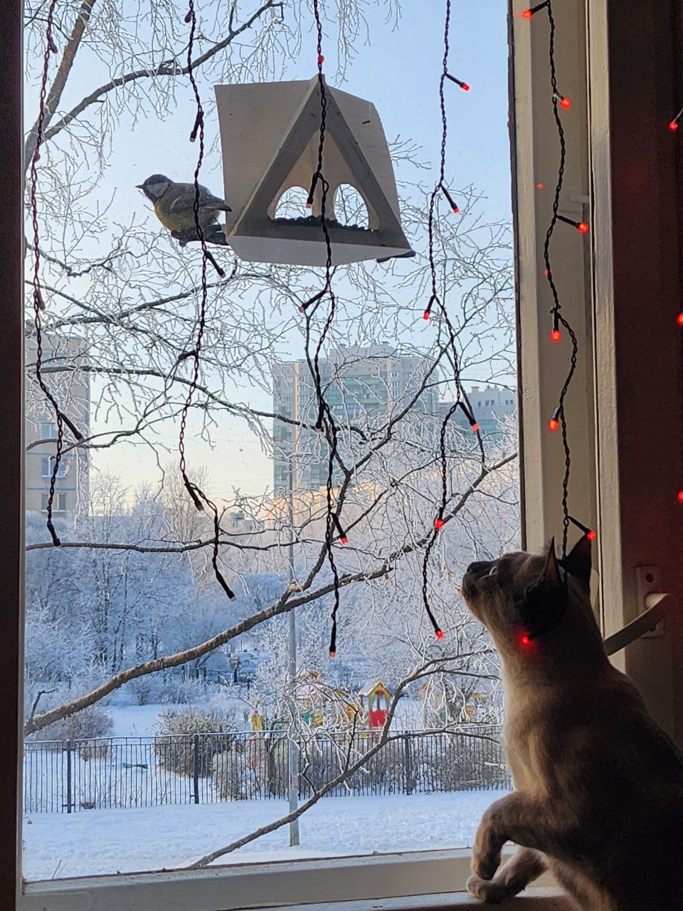 Featured image of post Синицы все в пуховички оделись 🥰 стали кругленькие, взъерошенные, с начёсом 😁