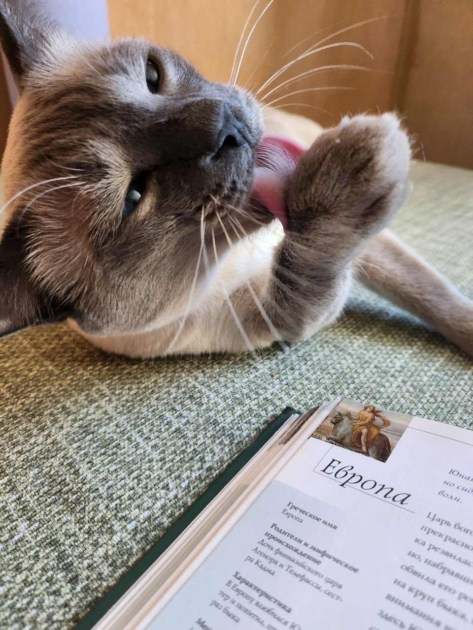 Featured image of post Фсем чмяуф 😽