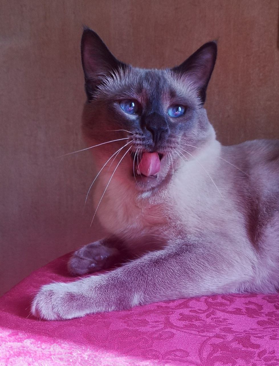 Featured image of post Утро начинается с кота 😁 Всегда!