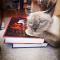Ну, когда уже книги будешь показывать? 😼 #чточитаетКот
