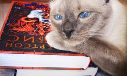 Featured image of post Ну, когда уже книги будешь показывать? 😼 #чточитаетКот