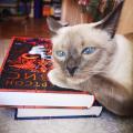 Ну, когда уже книги будешь показывать? 😼 #чточитаетКот