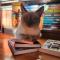 А она опять всё от вас  спрятала 😼, да-да. #котовыезаметки