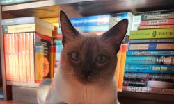 Featured image of post А она опять всё от вас  спрятала 😼, да-да. #котовыезаметки