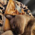 #Мелкий #кот