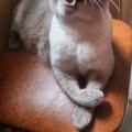 А этому коточитателю сегодня 6 лет! 🥳🥳🥳